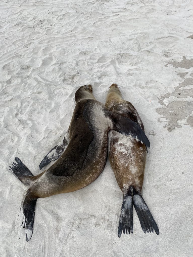 sea lions at Puerto Chino beach