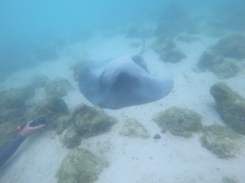 stingray Tour 360 galapagos