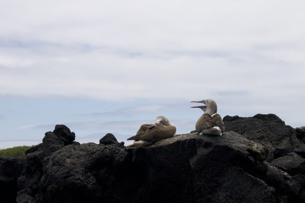 Blue footed boobies during Los Tuneles Cabo Rosa tour Galapagos