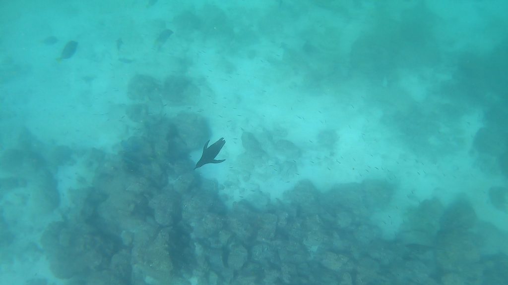 Snorkelling with penguin, Bartolome Island, Galapagos