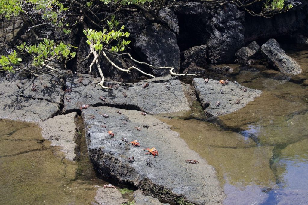 Galapagos crabs at Cabo Rosa
