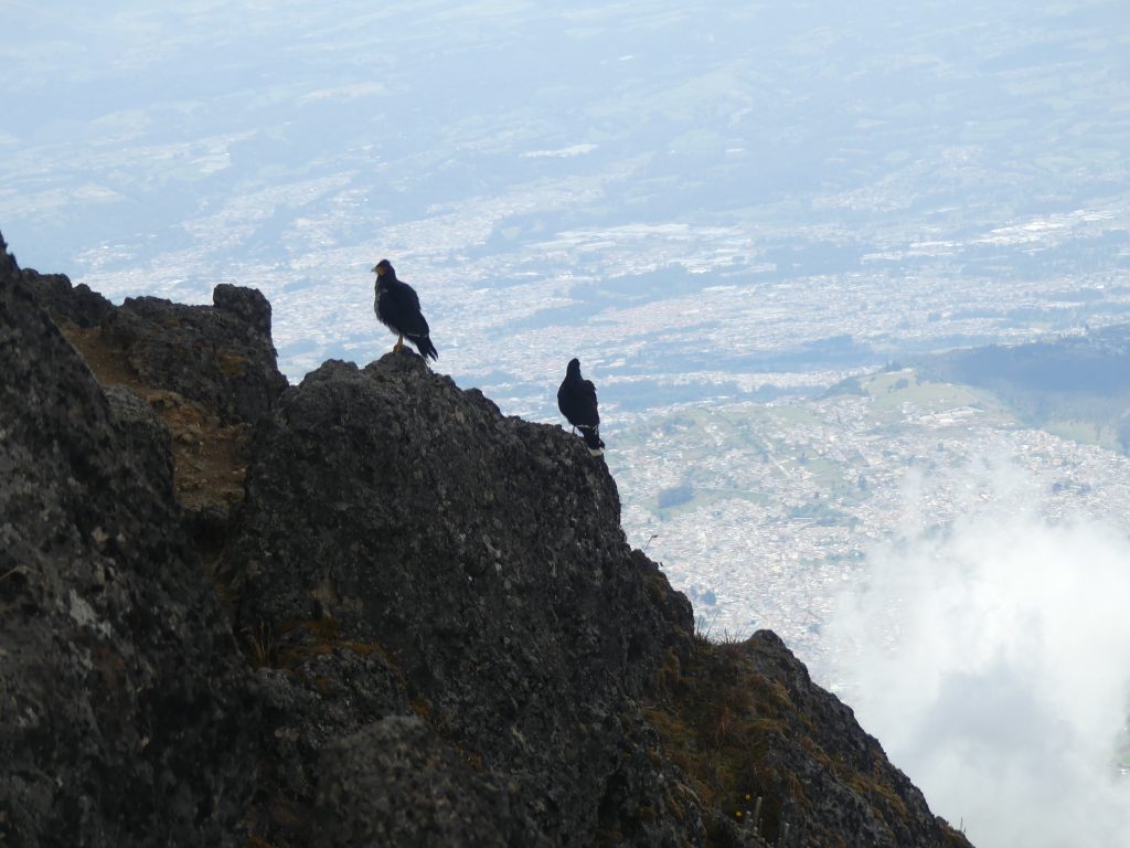 Bird life at the top of Going up to Rucu Pichincha volcano in Quito