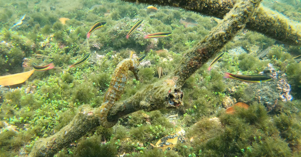 Spotting sea horse during Los Tuneles Cabo Rosa Galapagos