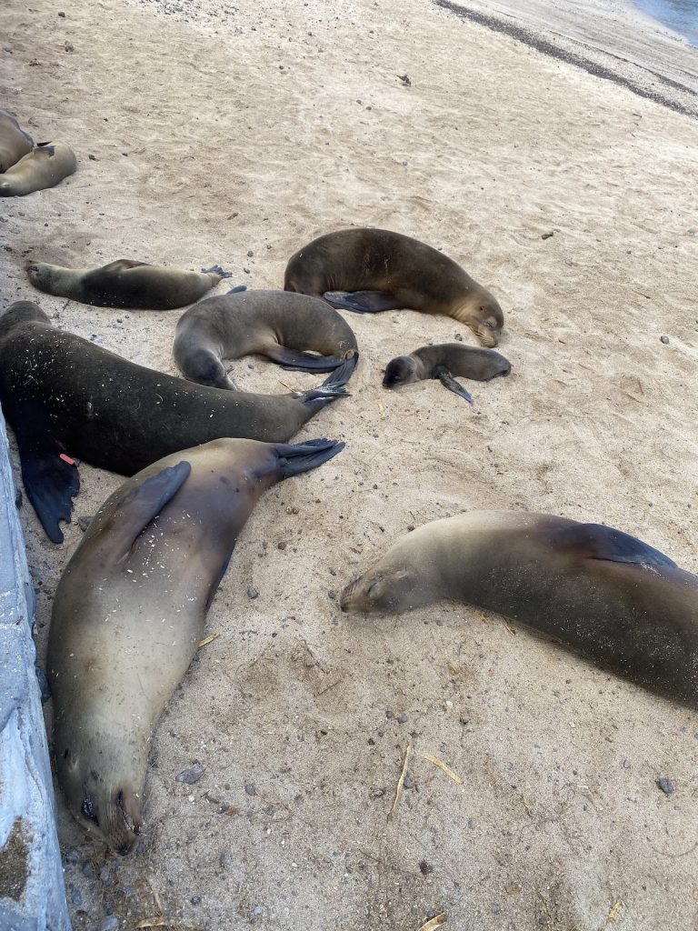 Small sea lions Galapagos