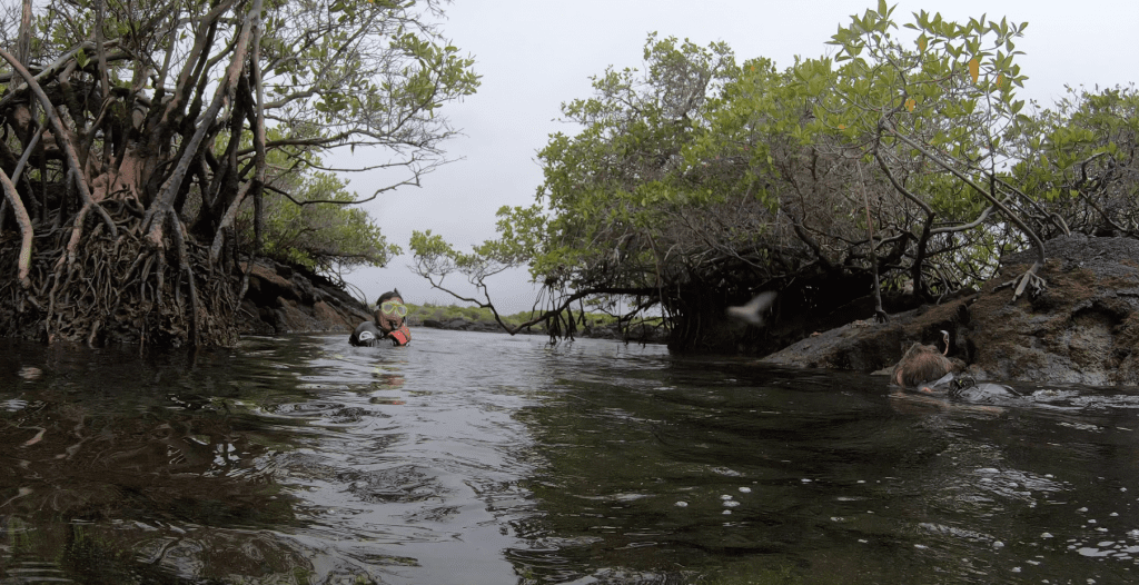 Snorkeling Through Los Tuneles