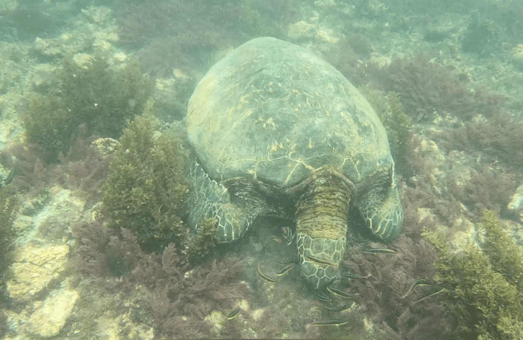 Spotting turtle while snorkelling at Snorkeling Through Los Tuneles