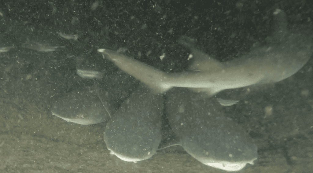 White Tip Reef Sharks during Los tuneles tour
