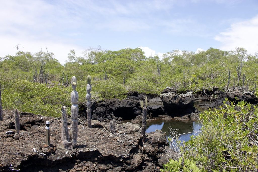 lava formations and cacti during Los Tuneles tour