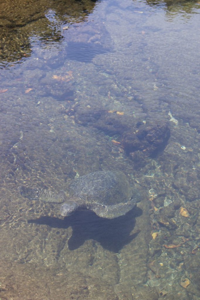 turtle at Los Tuneles Cabo Rosa