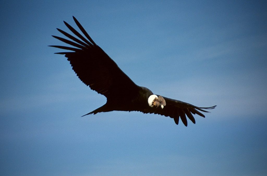 Photo of Andean Condor in Ecuador