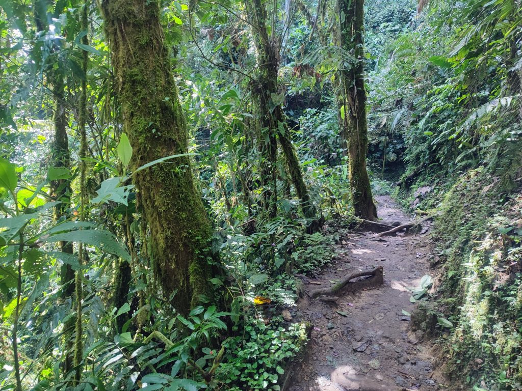 Walking through the woods in Mindo Ecuador