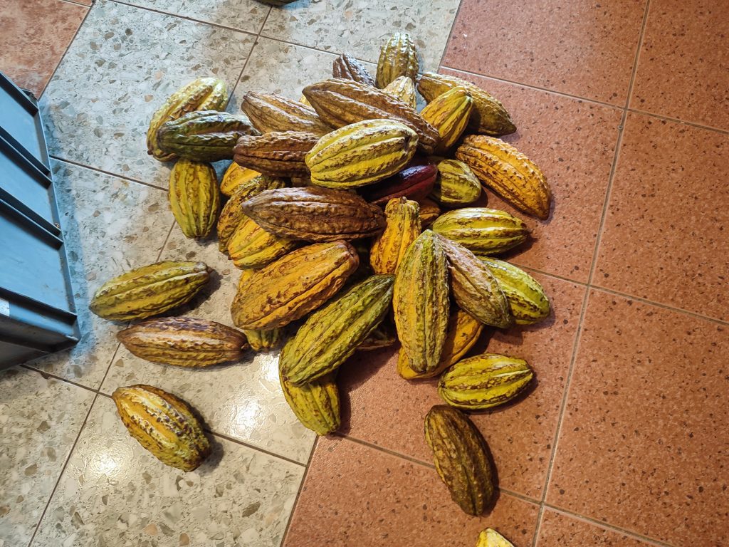 Chocolate tour with cacao beans in Mindo Ecuador