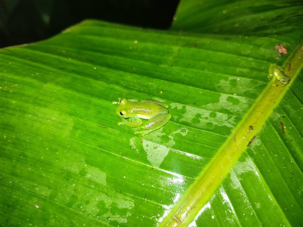 Glass frog in Mindo, Ecuador