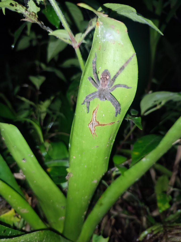 Insects and spiders in Mindo Ecuador