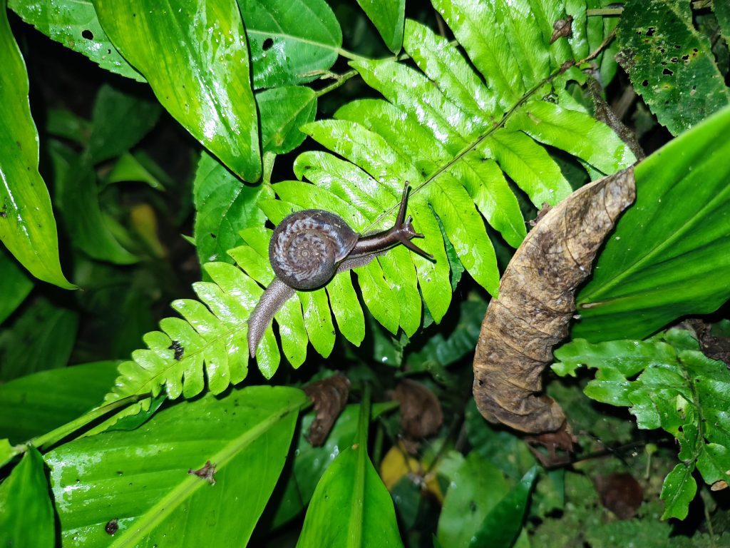 Snails in Mindo Ecuador