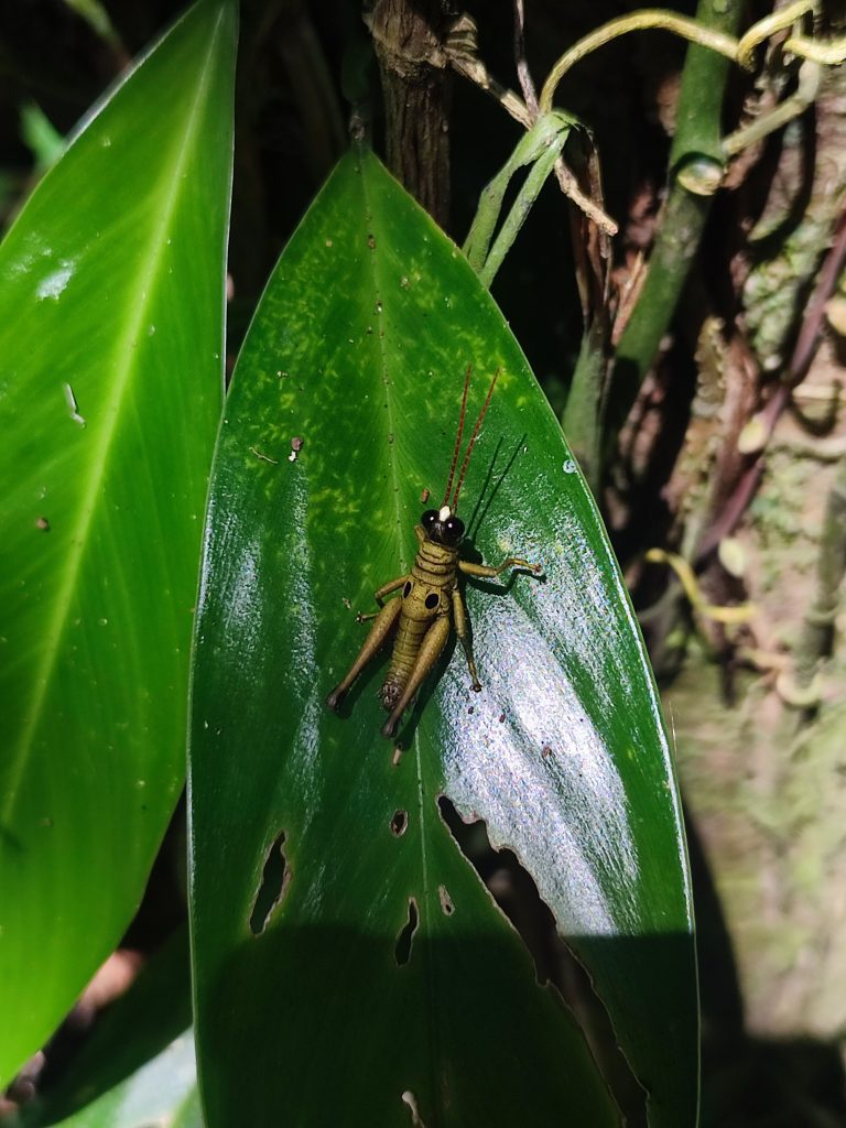 Insects in Cuyabeno Wildlife Reserve