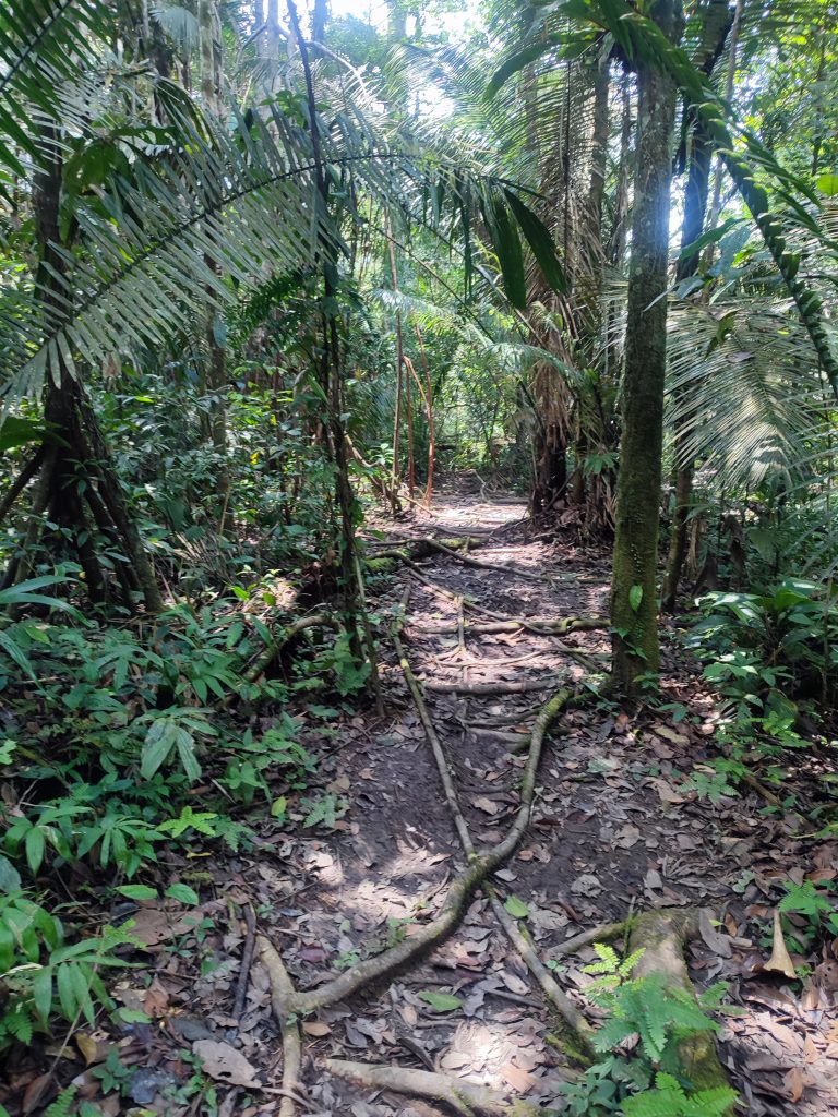 Amazon experience in Cuyabeno, Ecuador