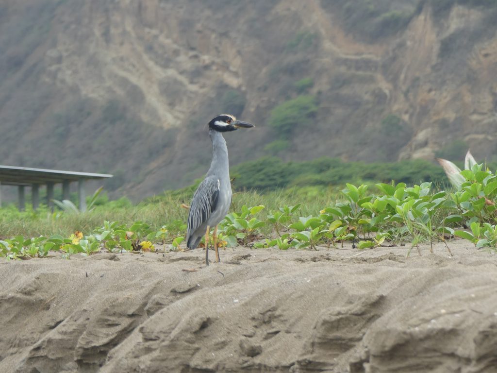 Visiting Isla de Salango from Puerto Lopez Ecuador