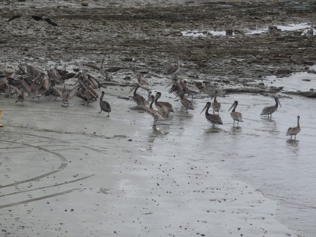 Puerto Lopez main image with birds