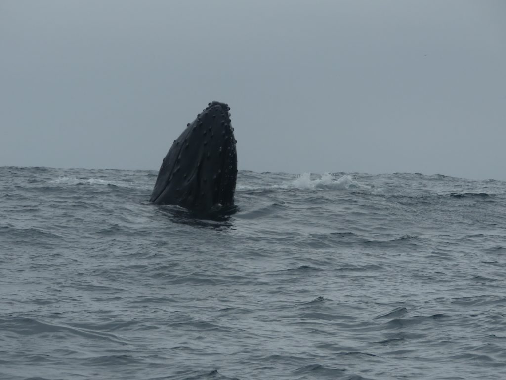 Whale watching in Puerto Lopez Ecuador