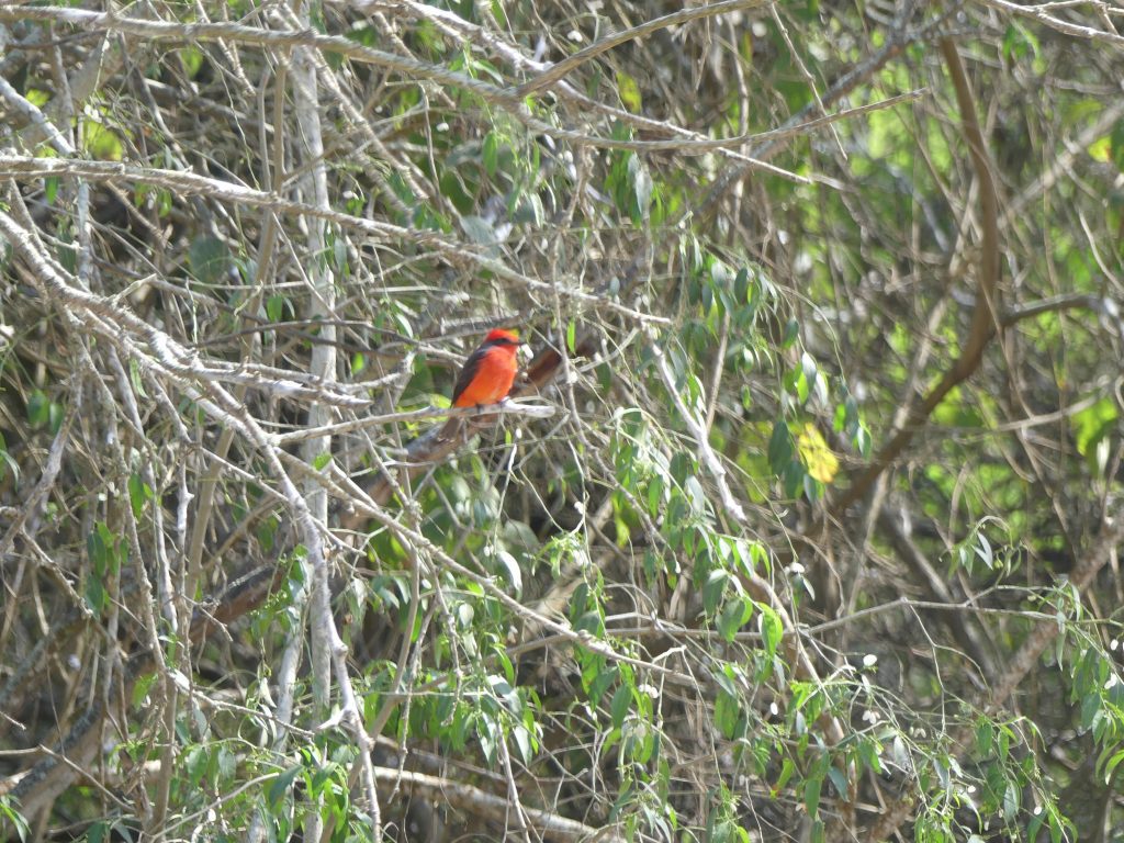 Local birds in Puerto Lopez, Ecuador