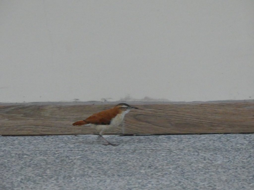 More birds in Mindo Ecuador