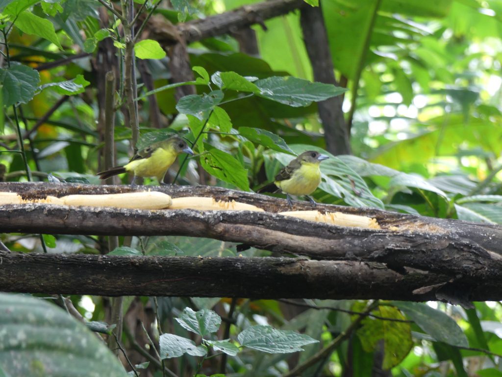 Bird watching in Mindo, Ecuador