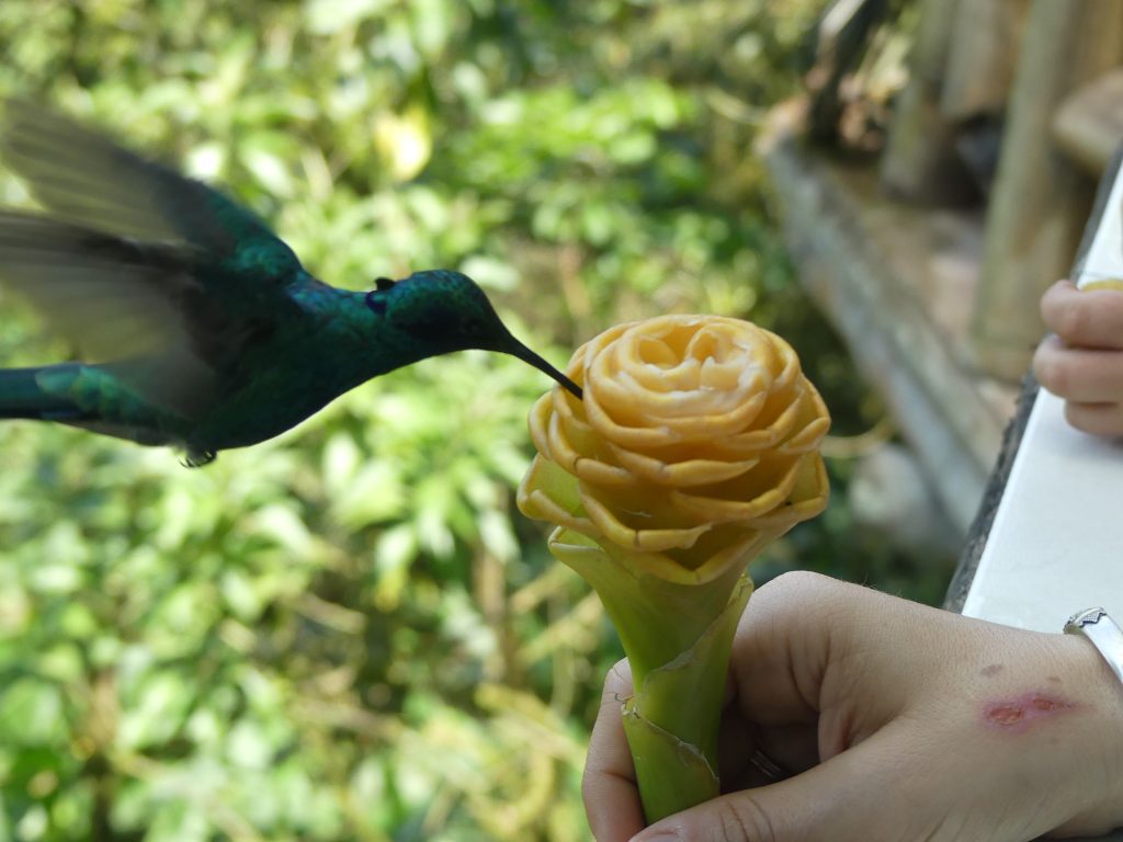 Feeding bird in Mindo