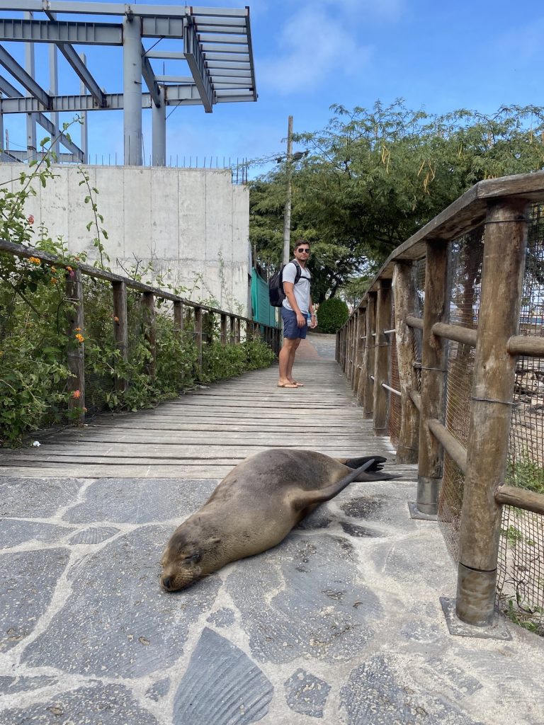 I am standing 2 meters away of sealion at Galapagos (San Cristobal Island)