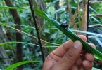 Exploring Cuyabeño reserve