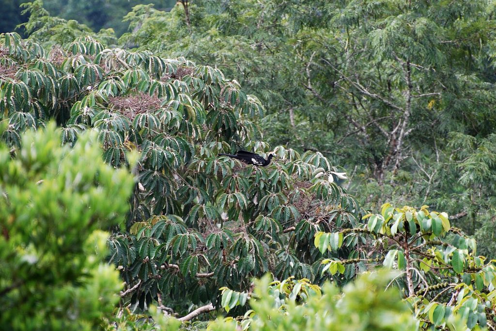 plants in Yasuni National Park, Ecuador