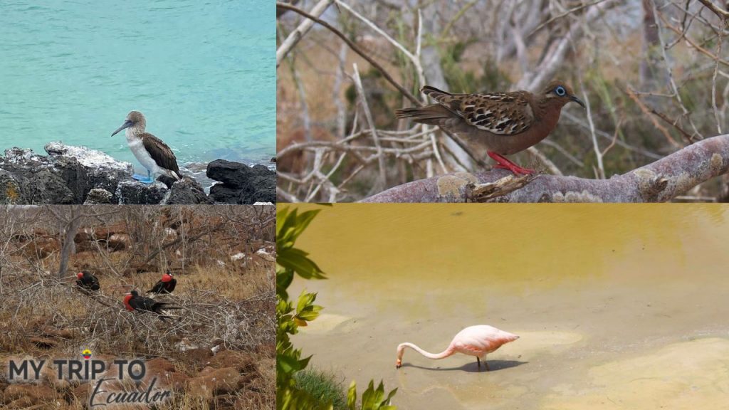 Birds we spotted on the Galapagos Islands