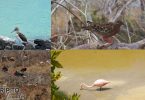 Birds we spotted on the Galapagos Islands