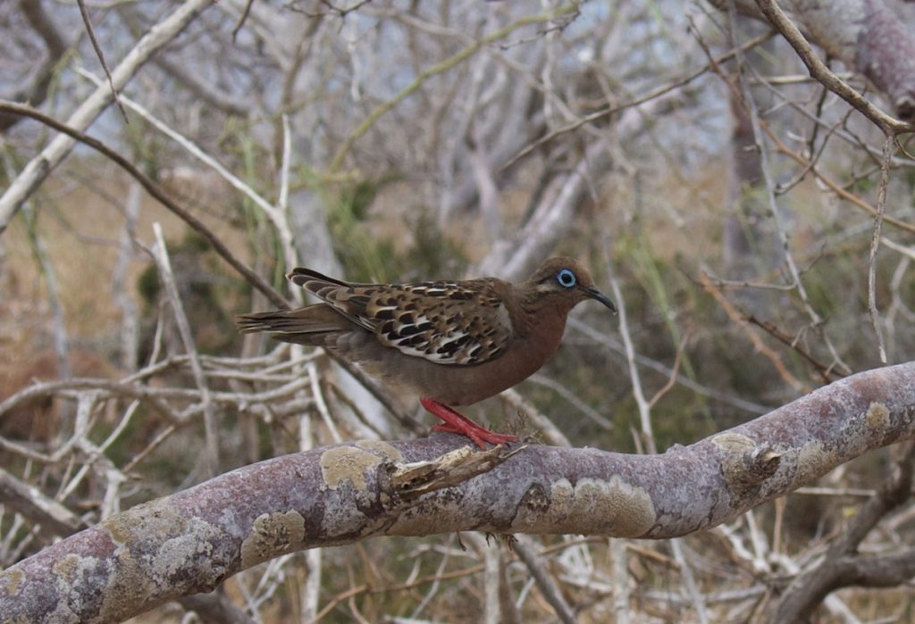 Galapagos Dove on North Seymour Island