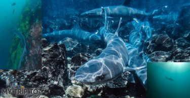 Galapagos Islands sharks