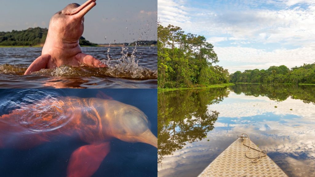 Pink dolphins in Ecuador