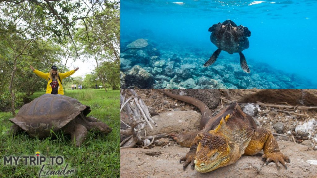 REptiles we saw on the Galapagos