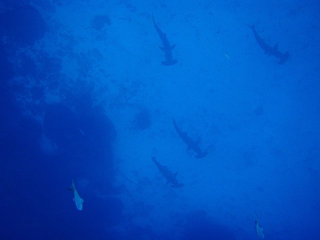 Scalloped Hammerhead Sharks during Snorkeling in the Galapagos