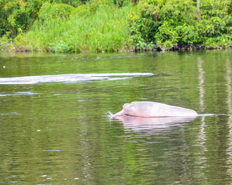 captured pink dolphhin while touring on Amazon river in Ecuador